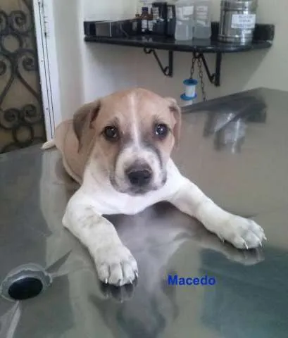 Cachorro ra a SRD idade 2 a 6 meses nome Macedo