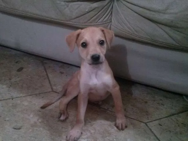 Cachorro ra a SRD idade 2 a 6 meses nome Joan