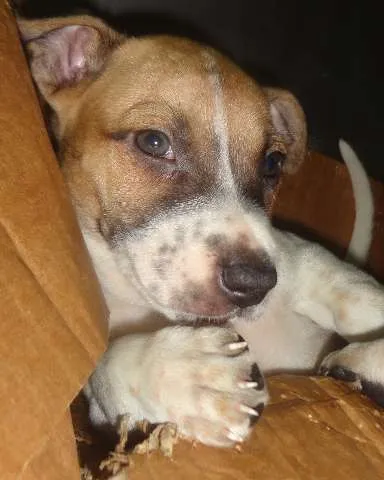 Cachorro raça SRD idade 2 a 6 meses nome Soneca