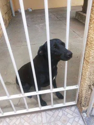 Cachorro raça SRD idade 1 ano nome NEGUINHA LINDA