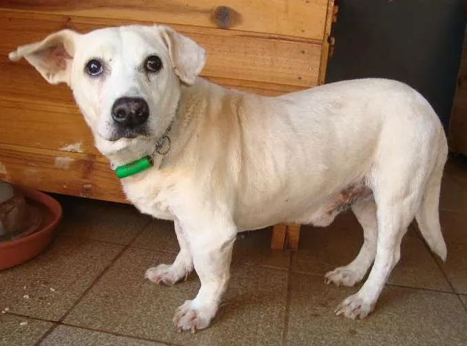 Cachorro ra a SRD idade 6 ou mais anos nome Bill