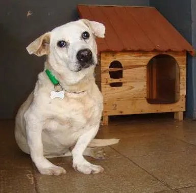 Cachorro ra a SRD idade 6 ou mais anos nome Bill
