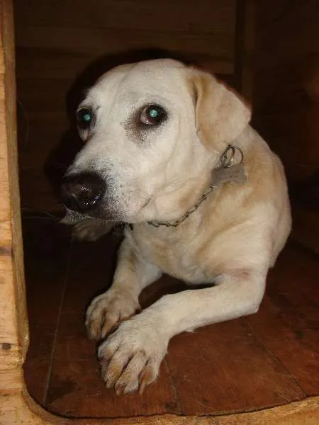 Cachorro ra a SRD idade 6 ou mais anos nome Bill