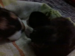 Gato raça SRD idade Abaixo de 2 meses nome Gatinhos