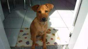 Cachorro raça SRD idade 2 anos nome Tob