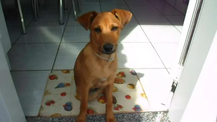Cachorro ra a SRD idade 2 anos nome Tob