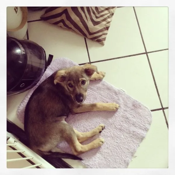 Cachorro ra a Vira lata idade 2 a 6 meses nome Eros