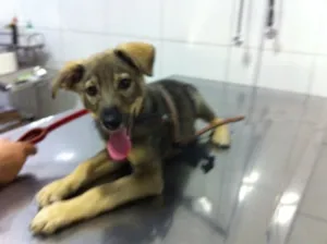 Cachorro raça Vira lata idade 2 a 6 meses nome Eros
