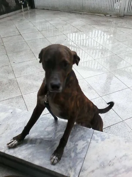 Cachorro ra a Vira lata idade 4 anos nome Nao sei