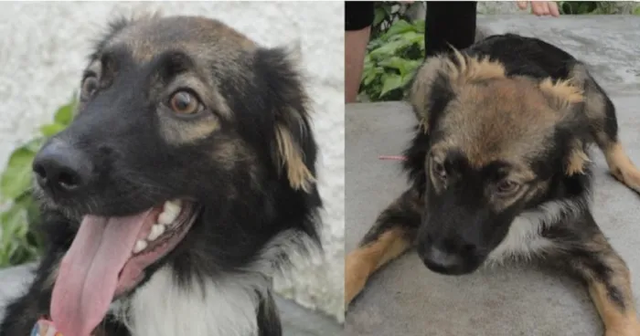 Cachorro ra a SRD idade 7 a 11 meses nome Jade