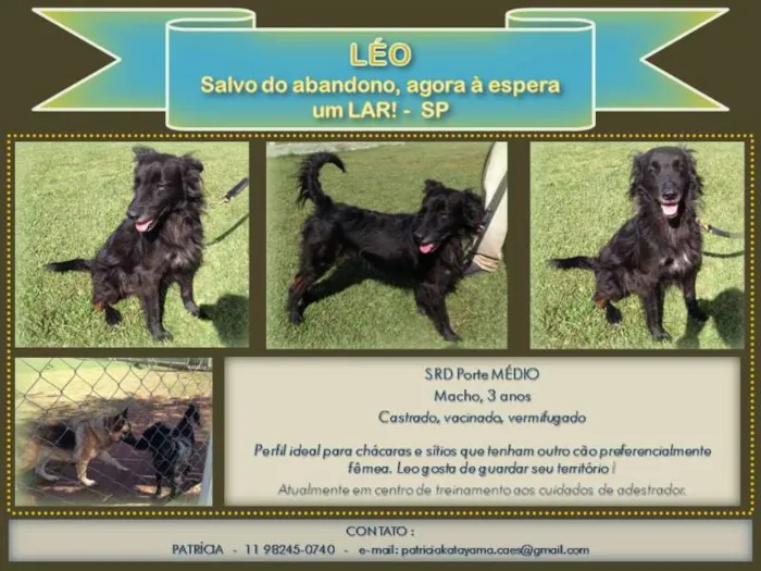 LEO