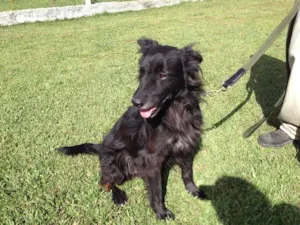 Cachorro raça SRD idade 3 anos nome LEO