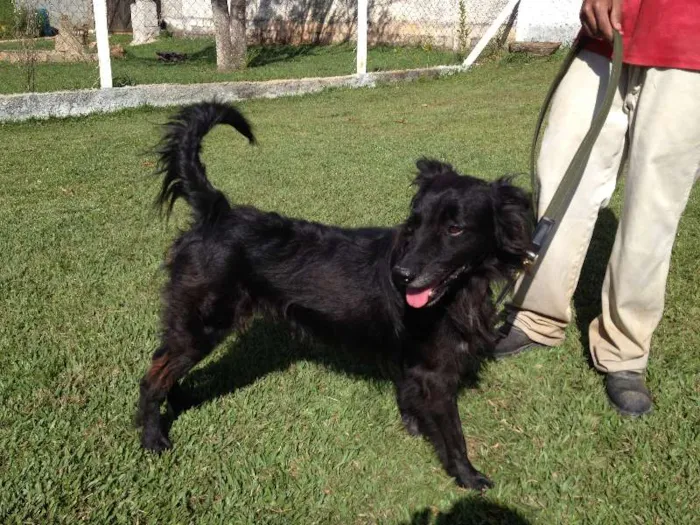 Cachorro raça SRD idade 3 anos nome LEO