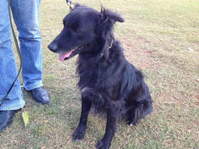 Cachorro raça SRD idade 3 anos nome LEO
