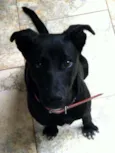 Lacinha