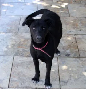 Cachorro raça SRD idade 7 a 11 meses nome Lacinha
