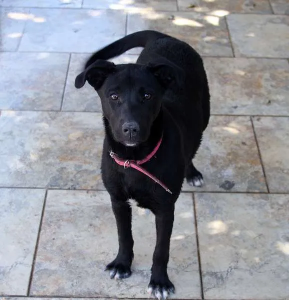 Cachorro ra a SRD idade 7 a 11 meses nome Lacinha