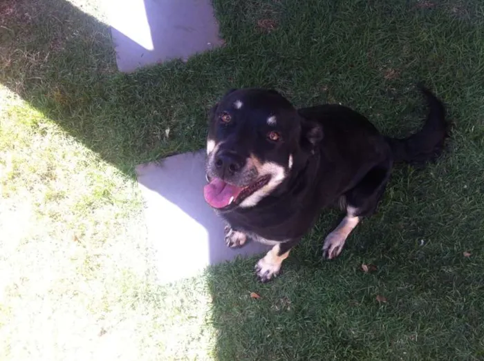 Cachorro ra a SRD idade 4 anos nome Nera