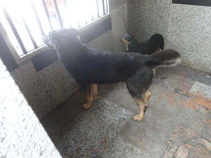 Cachorro raça pastor/rotweiller idade 6 ou mais anos nome athila