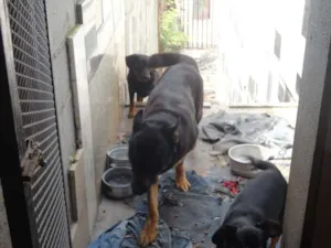 Cachorro raça pastor/rotweiller idade 6 ou mais anos nome athila