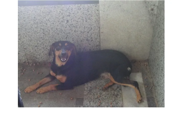 Cachorro raça teckel e viralata idade 4 anos nome belinha