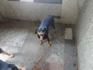 Cachorro raça teckel e viralata idade 4 anos nome belinha