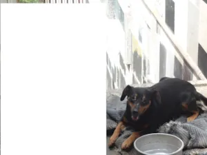 Cachorro raça teckel com viralata idade 3 anos nome sandy