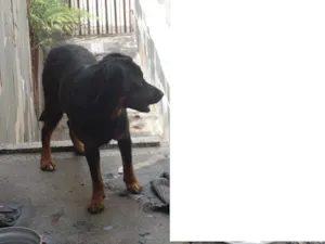 Cachorro raça teckel com pastor idade 3 anos nome nero