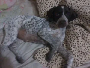 Cachorro raça Braco Alemão idade 2 a 6 meses nome Iesa GRATIFICA