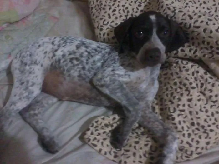 Cachorro ra a Braco Alemão idade 2 a 6 meses nome Iesa GRATIFICA