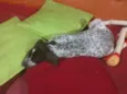 Iesa GRATIFICA