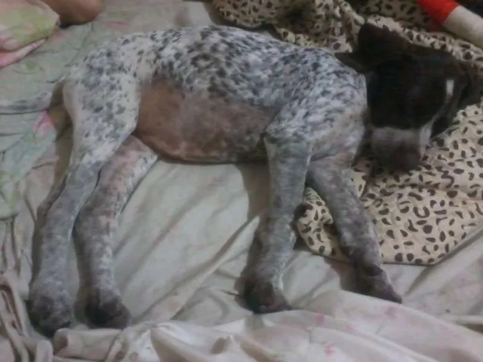 Cachorro ra a Braco Alemão idade 2 a 6 meses nome Iesa GRATIFICA