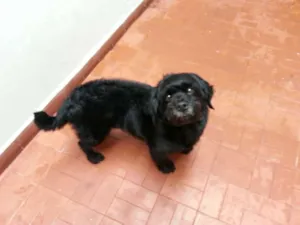 Cachorro raça Lhasa Apso idade 5 anos nome Kiko