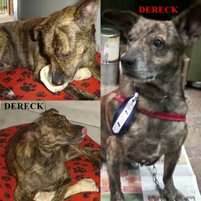Cachorro ra a SRD idade 5 anos nome Dereck