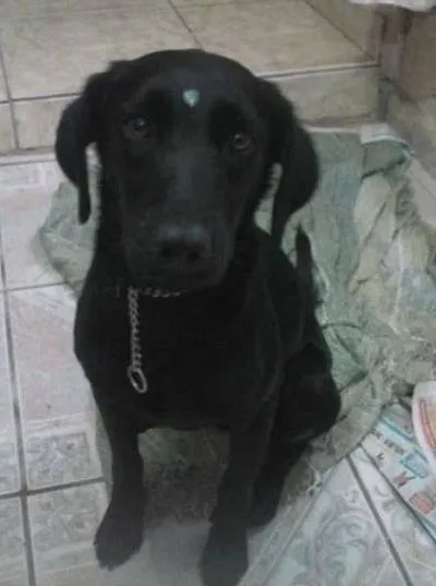 Cachorro ra a Vira lata com labrador  idade 7 a 11 meses nome Pretinha