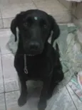 Pretinha