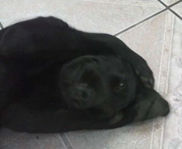 Cachorro ra a Vira lata com labrador  idade 7 a 11 meses nome Pretinha