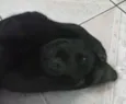 Pretinha