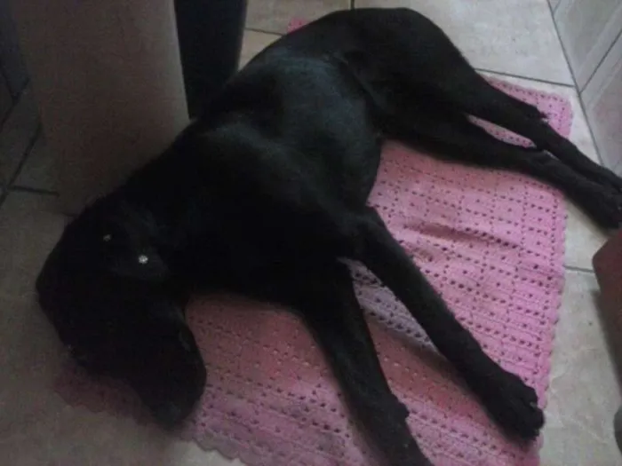 Cachorro ra a Vira lata com labrador  idade 7 a 11 meses nome Pretinha