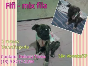 Cachorro raça MIX DE FILA idade 2 a 6 meses nome FIFI - MIX  DE FILA