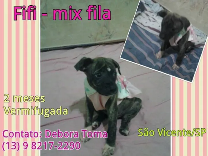 Cachorro ra a MIX DE FILA idade 2 a 6 meses nome FIFI - MIX  DE FILA