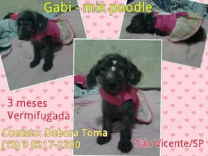 Cachorro raça MIX DE POODLE idade 2 a 6 meses nome GABI MIX DE POODLE
