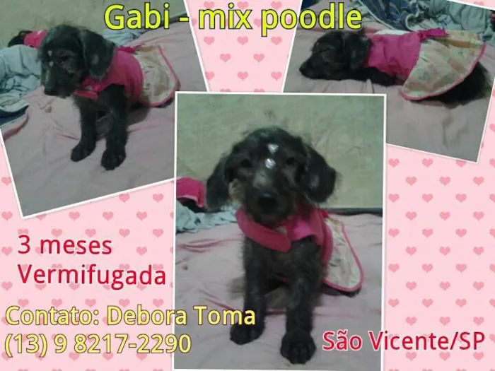 Cachorro ra a MIX DE POODLE idade 2 a 6 meses nome GABI MIX DE POODLE