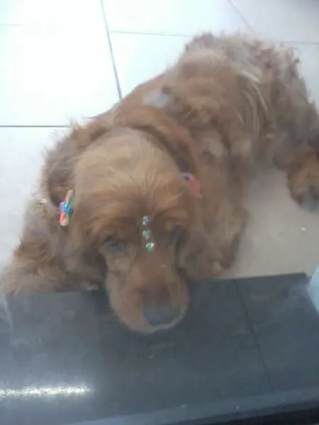 Cachorro ra a Cocker idade 2 anos nome TEQUILA