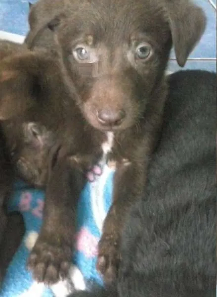 Cachorro ra a SRD idade 2 a 6 meses nome Bili