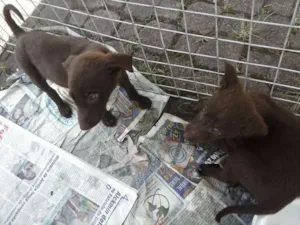 Cachorro raça SRD idade 2 a 6 meses nome Bili