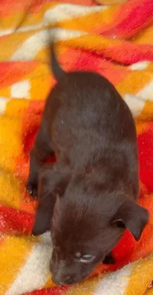 Cachorro raça SRD idade 2 a 6 meses nome Lila