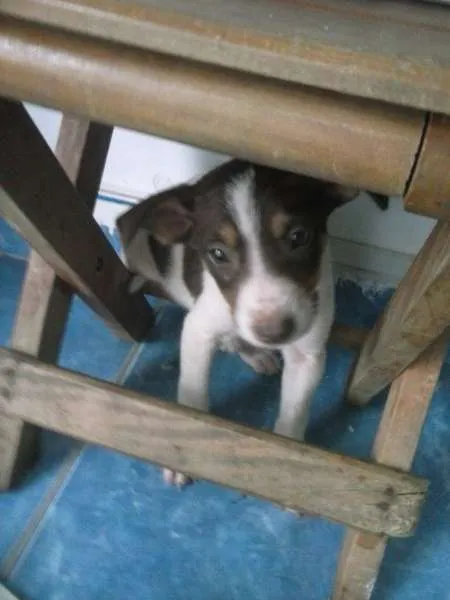 Cachorro ra a SRD idade 2 a 6 meses nome Biba