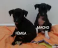 FILHOTINHOS
