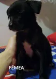FILHOTINHOS